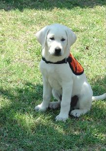 akc white lab puppies for sale